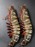 Frozen Giant Black Tiger Prawns